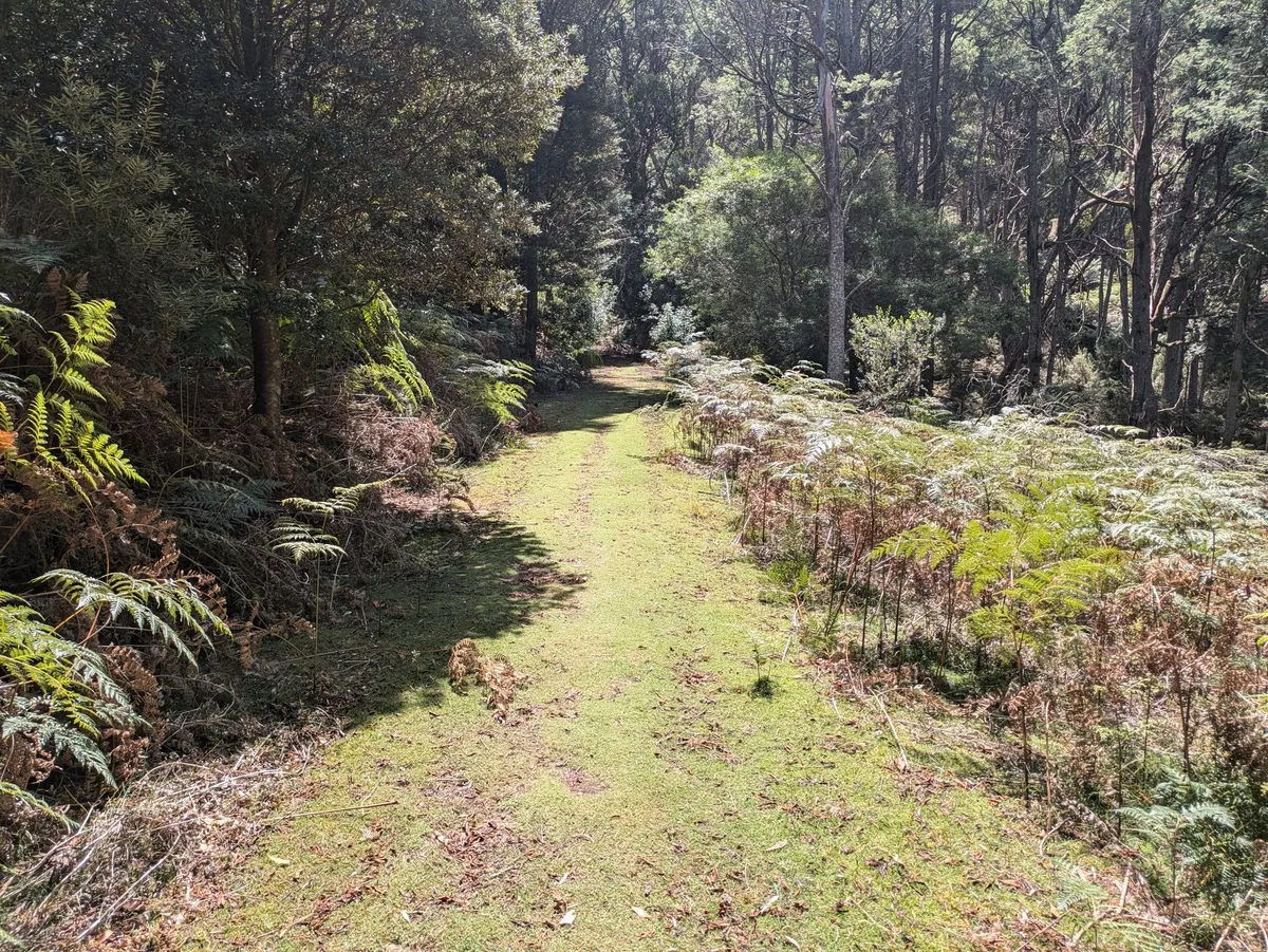 Piste verdoyante en forêt recouverte de mousse