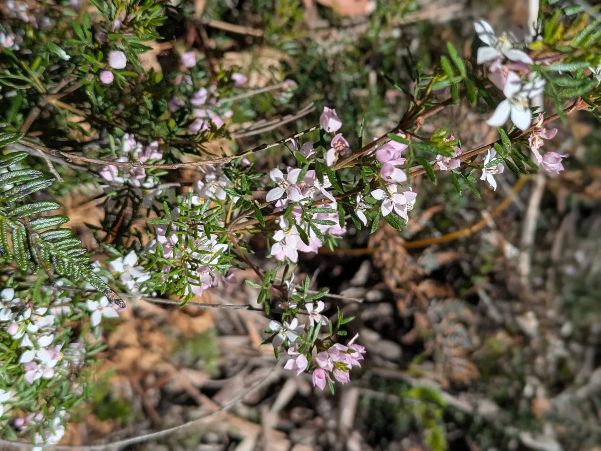 Arbustes de fleurs sauvages