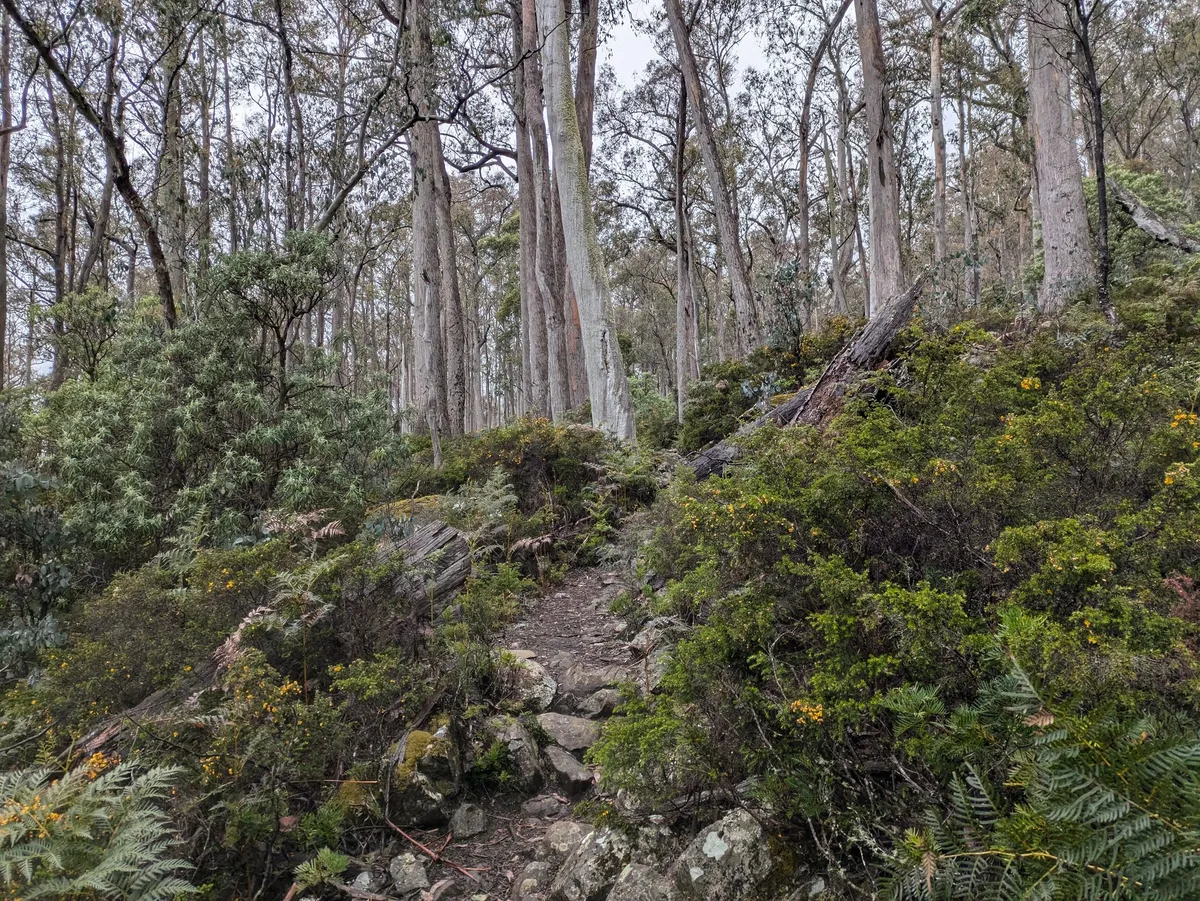 Sentier dans la forêt