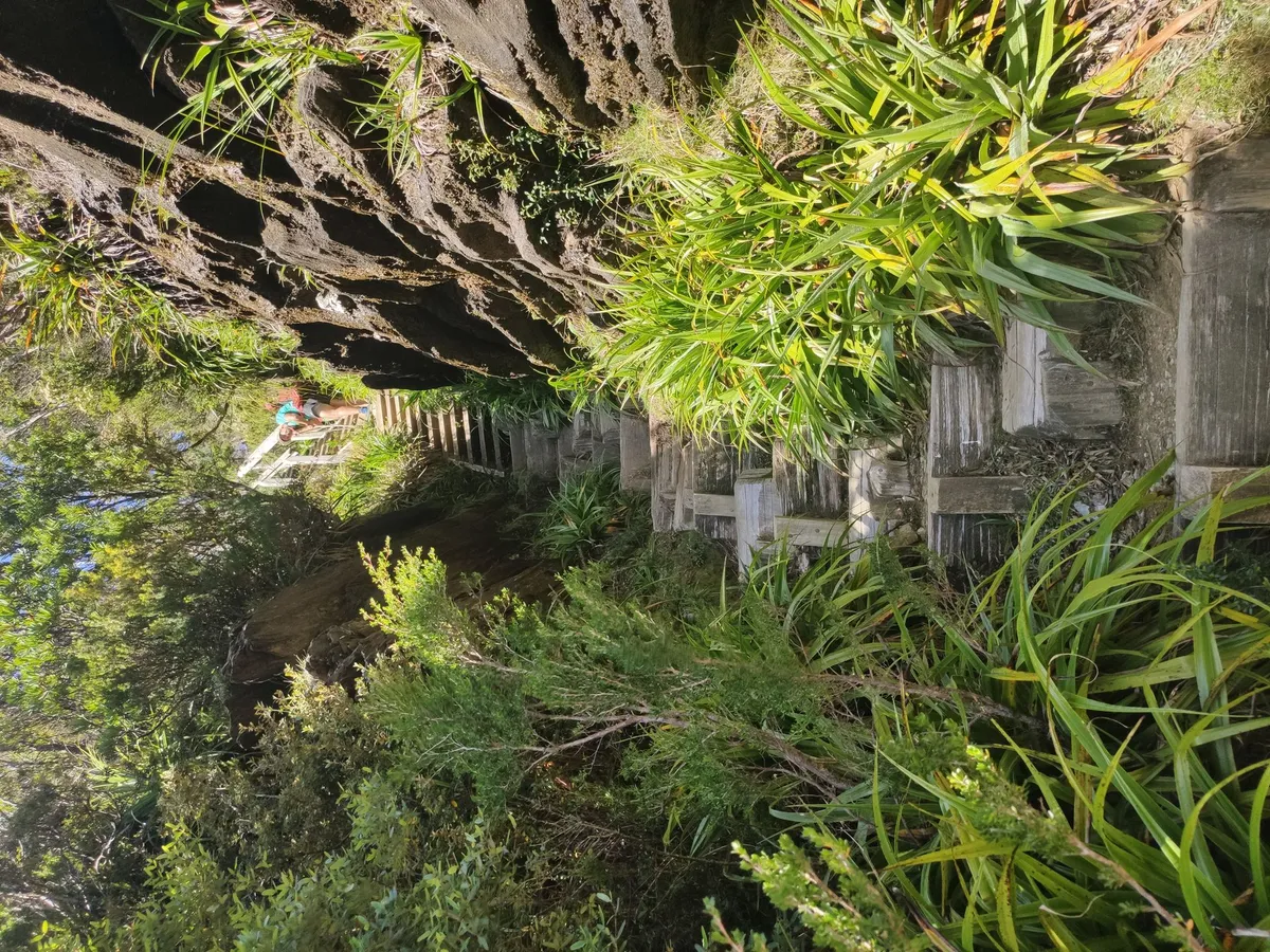 Escaliers en bois dans la forêt