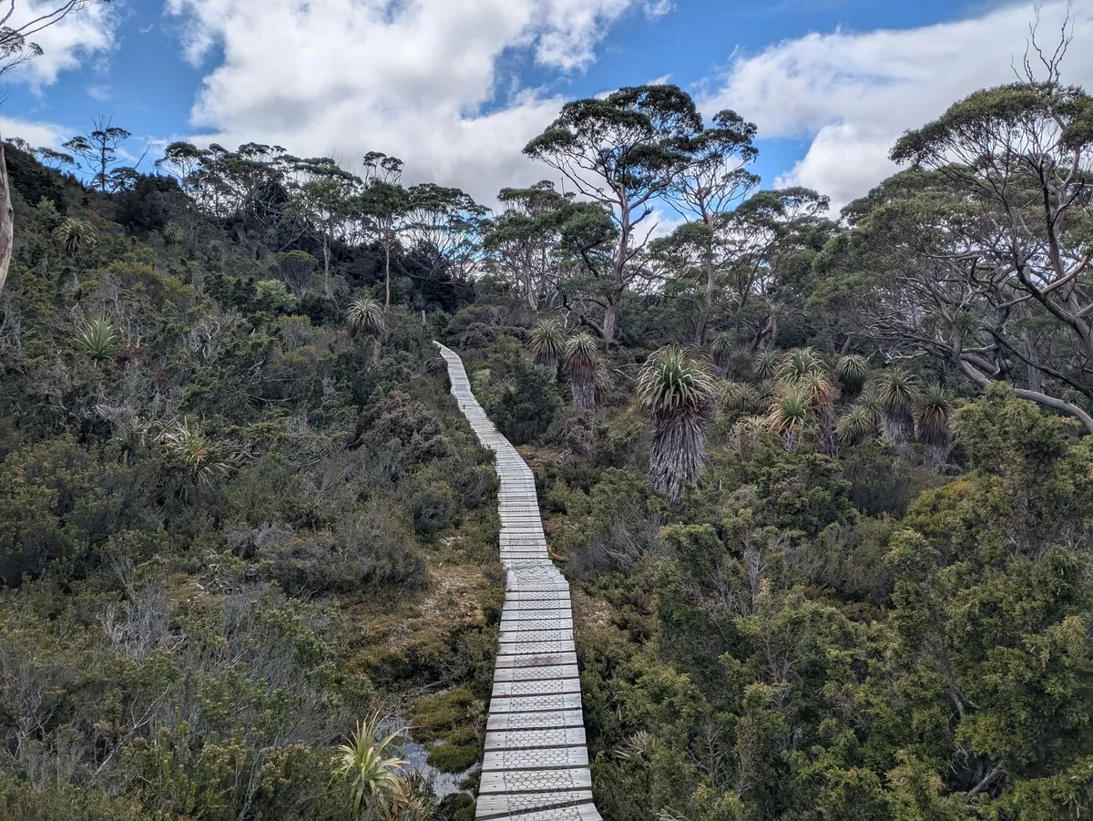 Boardwalk avec de nombreux Pandani