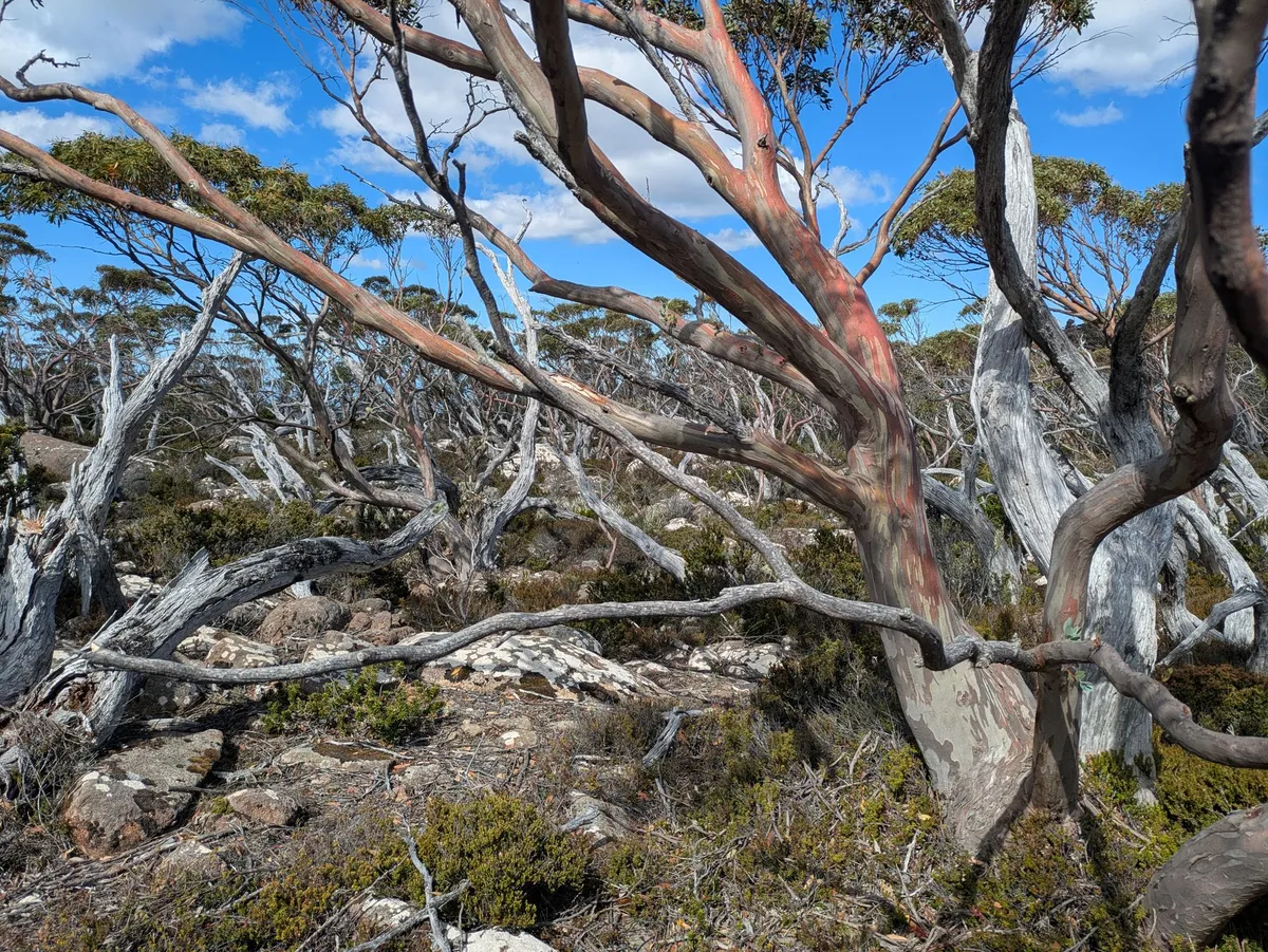 Eucalyptus Snow Gum