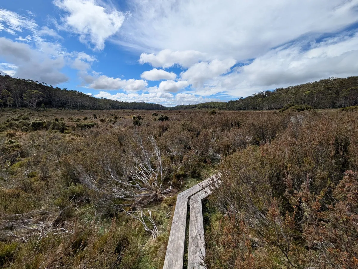 Plaine entre deux forêts