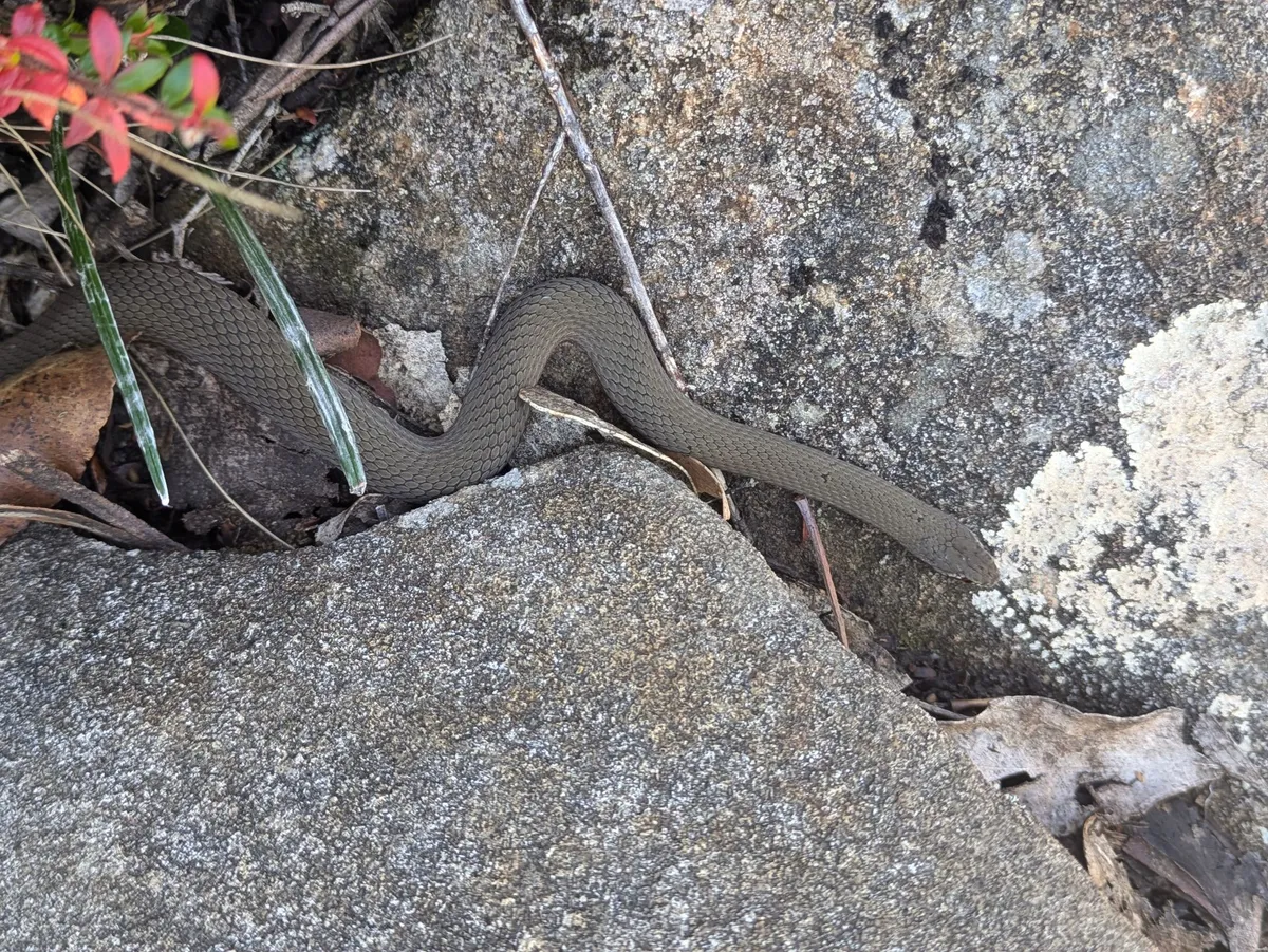 Tiger Snake