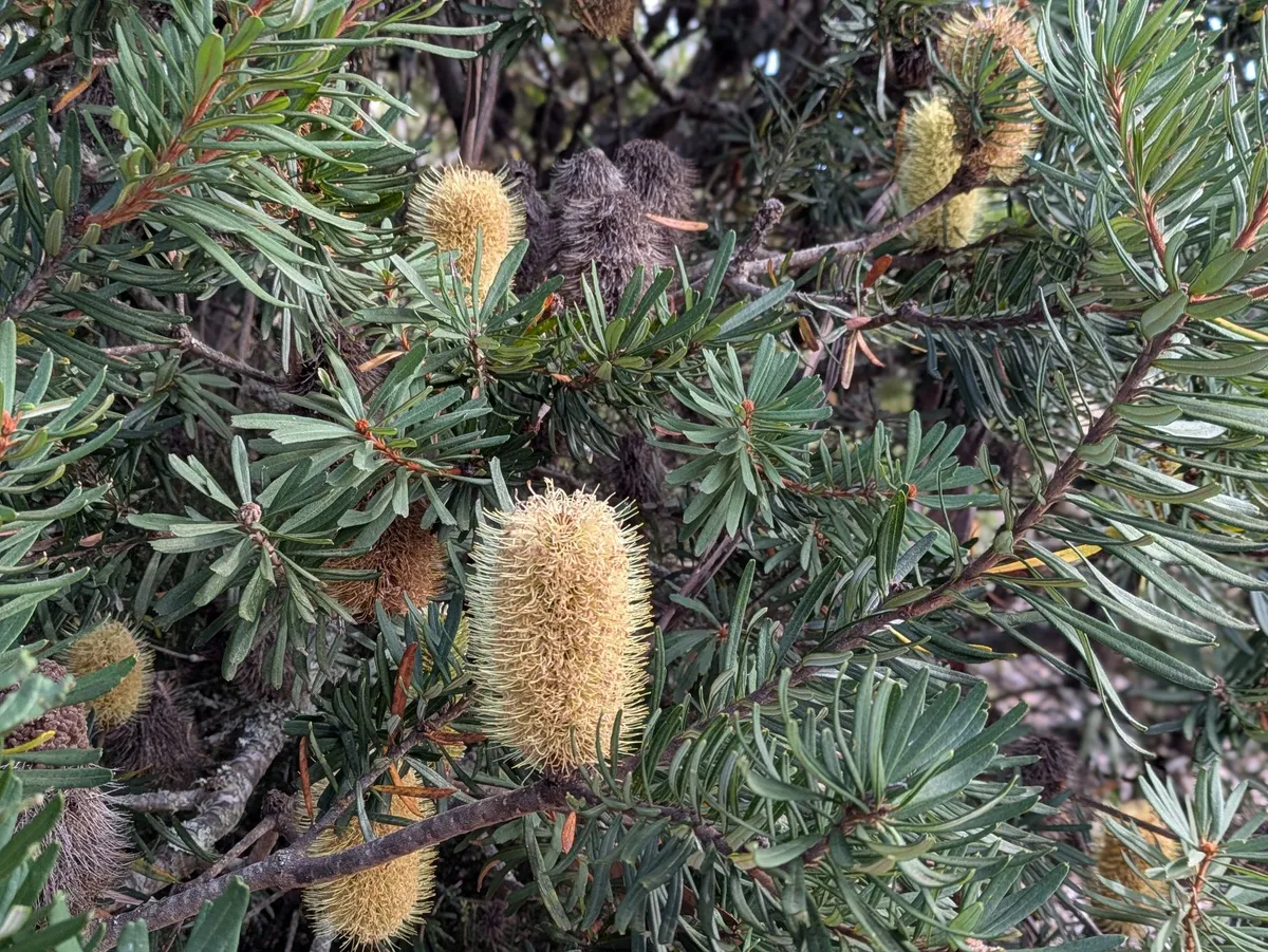 Banksia