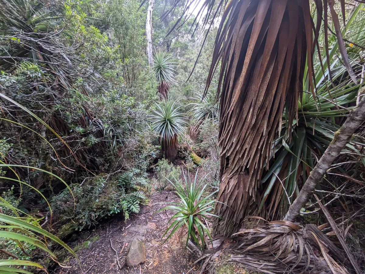 Rainforest Tasmanienne