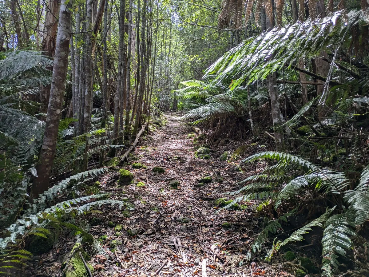 Sentier avec des racines dans la forêt