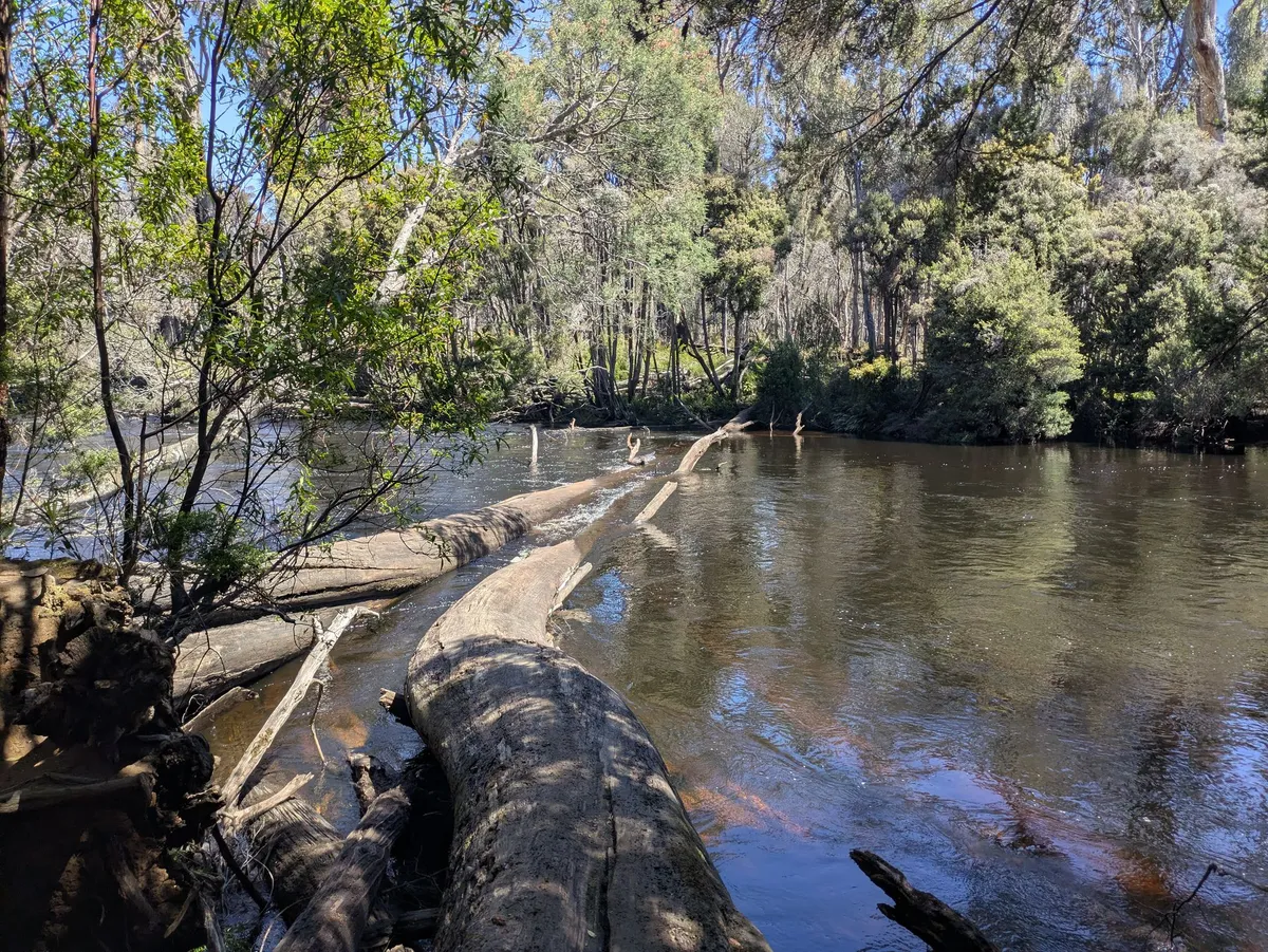 Tronc d'arbre en travers d'une grande rivière