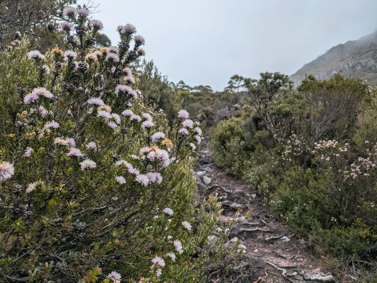Un sentier de randonnée avec des fleurs sauvages au premier plan