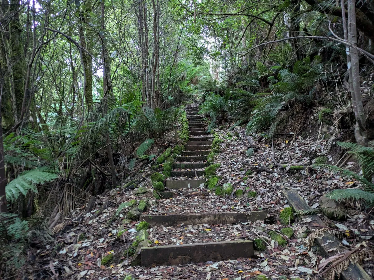 Escaliers aménagés dans une rainforest