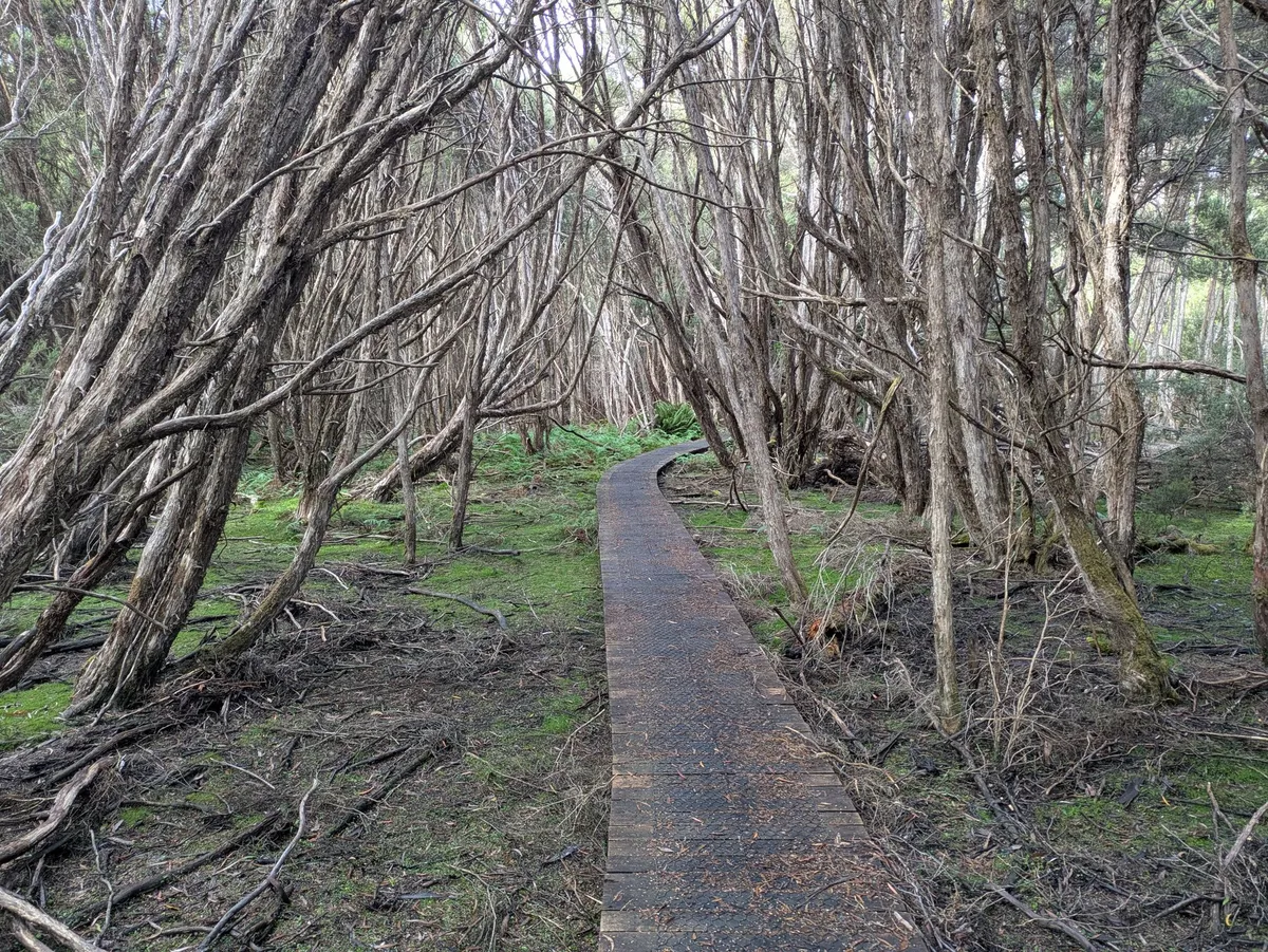 Arbres formant une arche au dessus d'un boardwalk