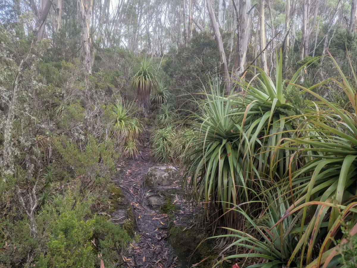 Sentier forestier avec des Pandani