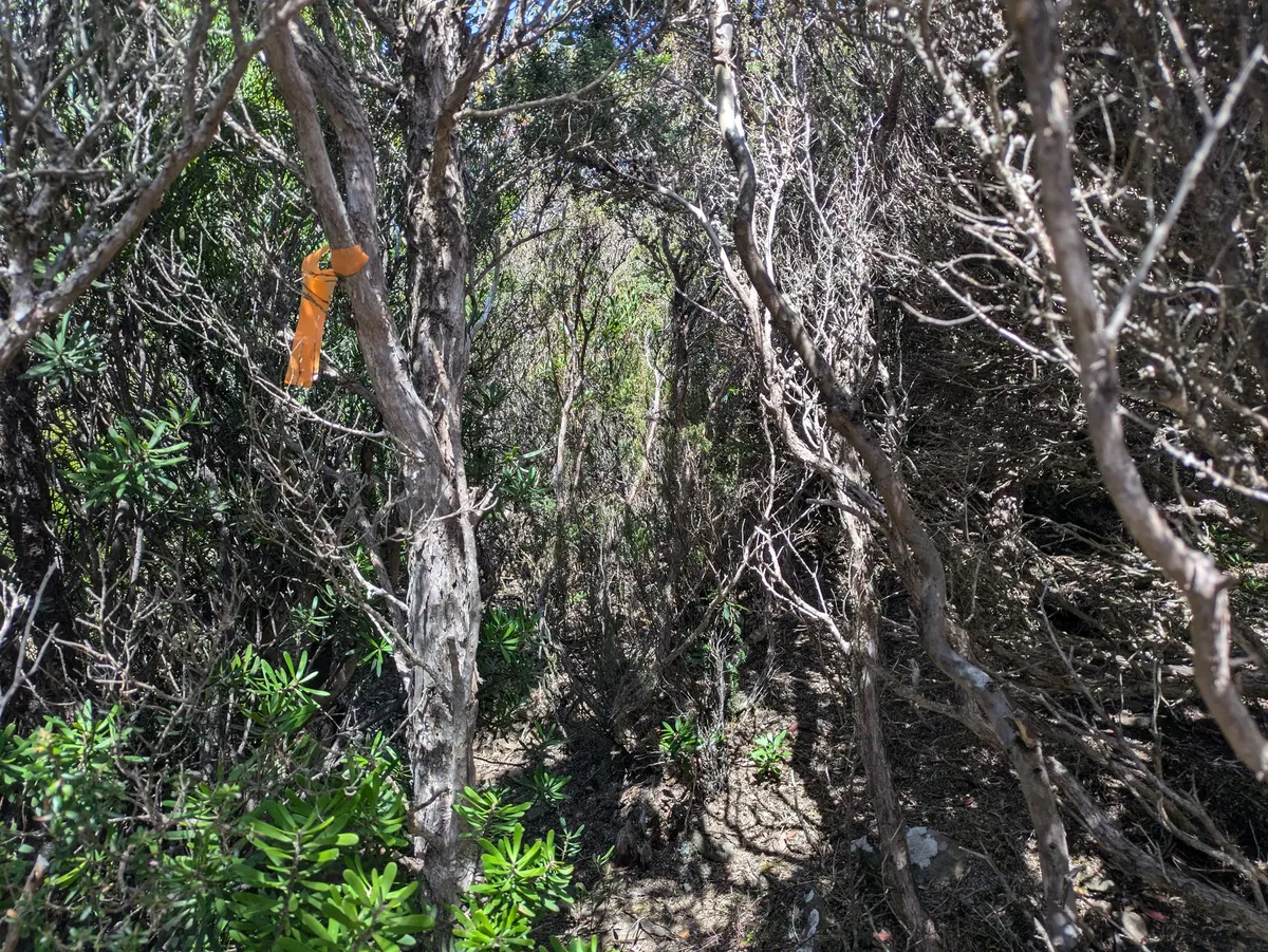 Un chemin étroit dans la forêt