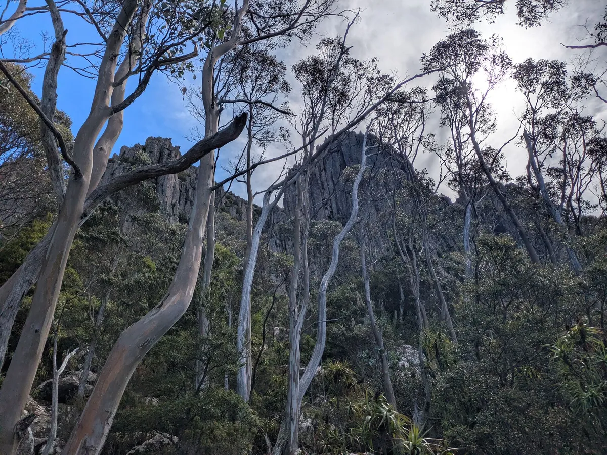 Organ Pipes derrière les arbres