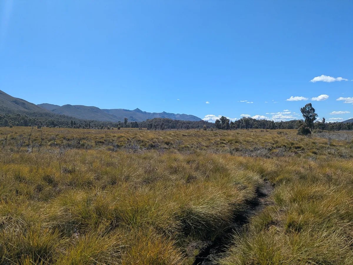 Plaine de buttongrass
