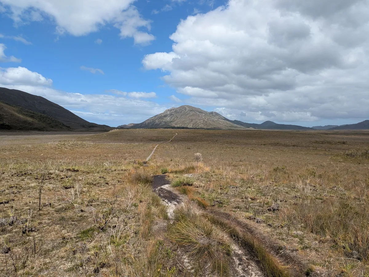 Plaine de Melaleuca