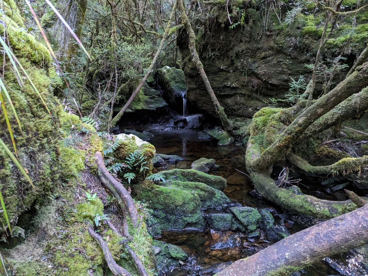 Paysage de rainforest avec de nombreux arbres moussus