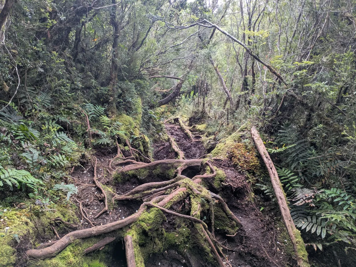 Sentier de randonnée avec de nombreuses racines
