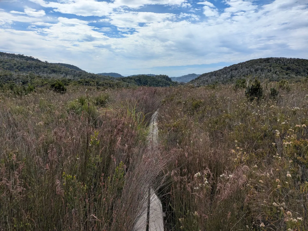 Boardwalk traversant les arbustes