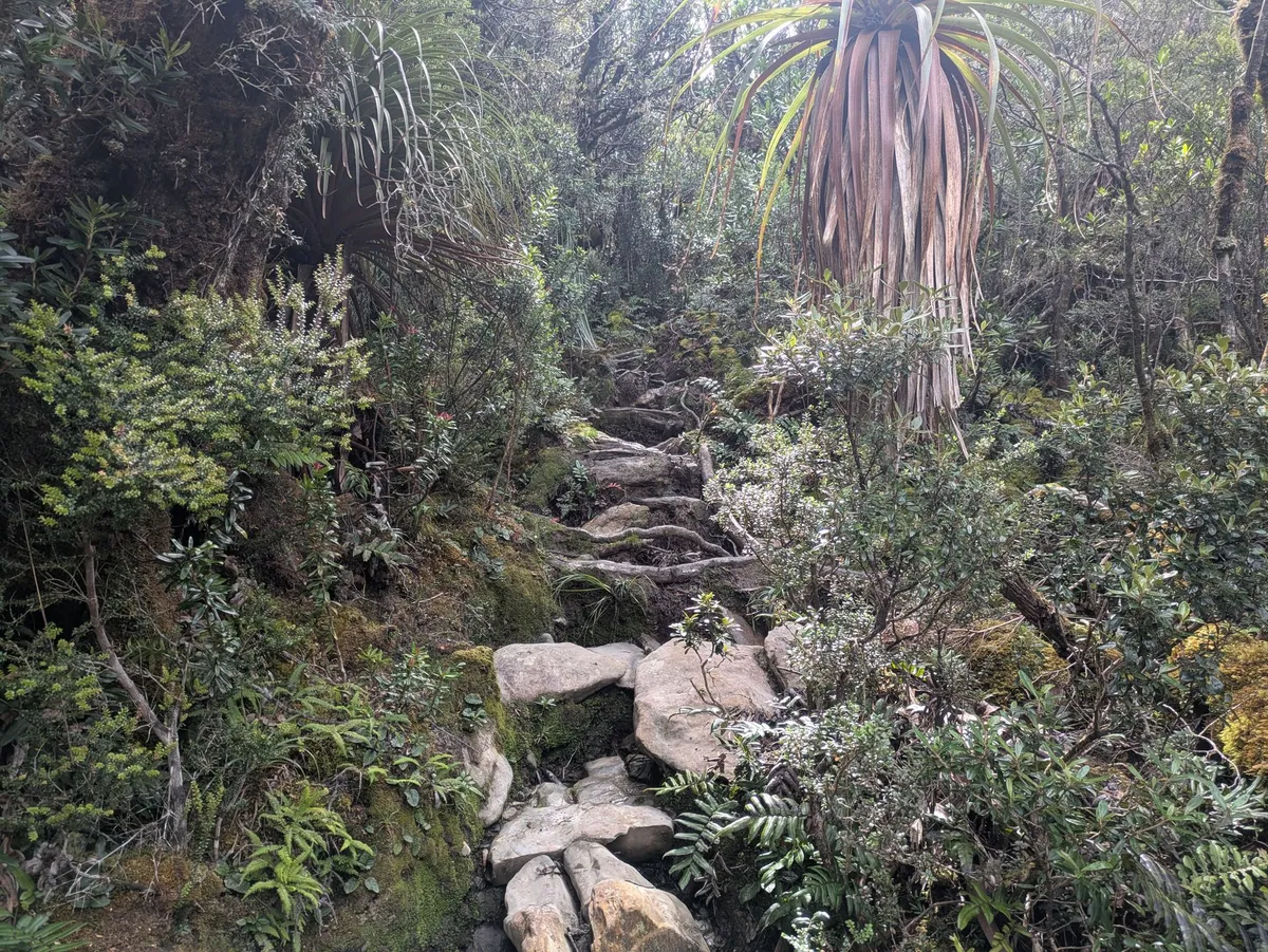 Sentier escarpé en pleine rainforest