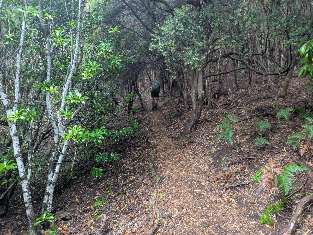 Sentier de randonnée en forêt