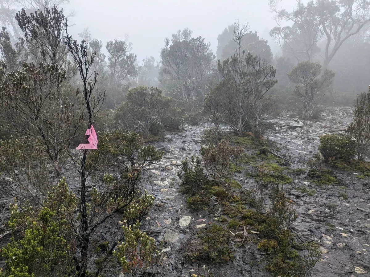 Paysage de nature sous la pluie, un ruban rose est posé sur un arbre au premier plan