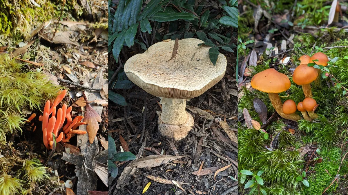 Champignons de Tasmanie en forêt