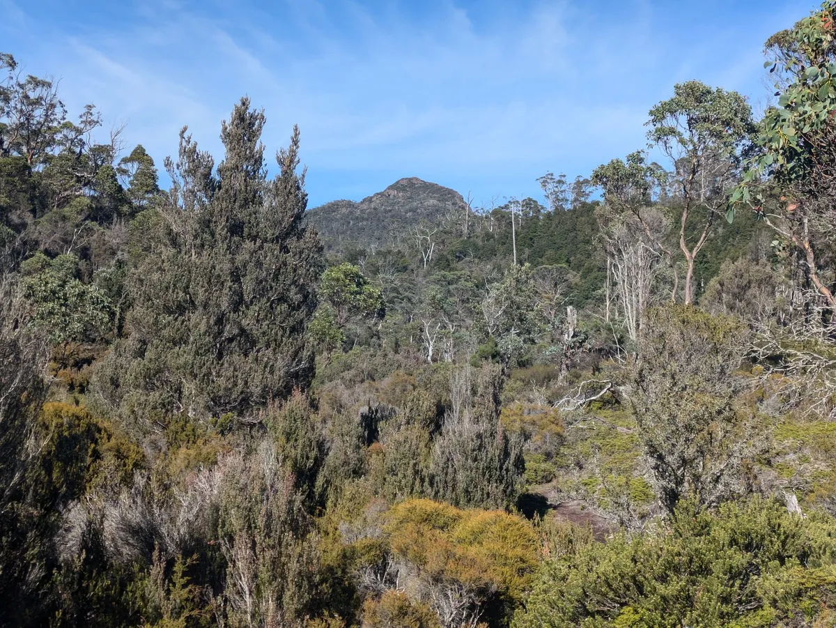 Aperçu du Mt Pillinger entre les arbres