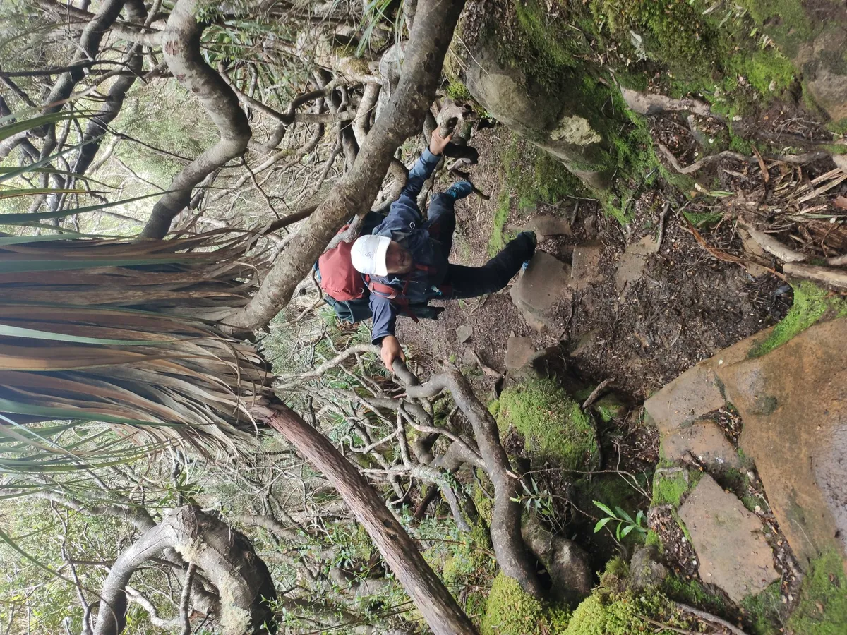 Randonneur en équilibre sur des banches d'arbre