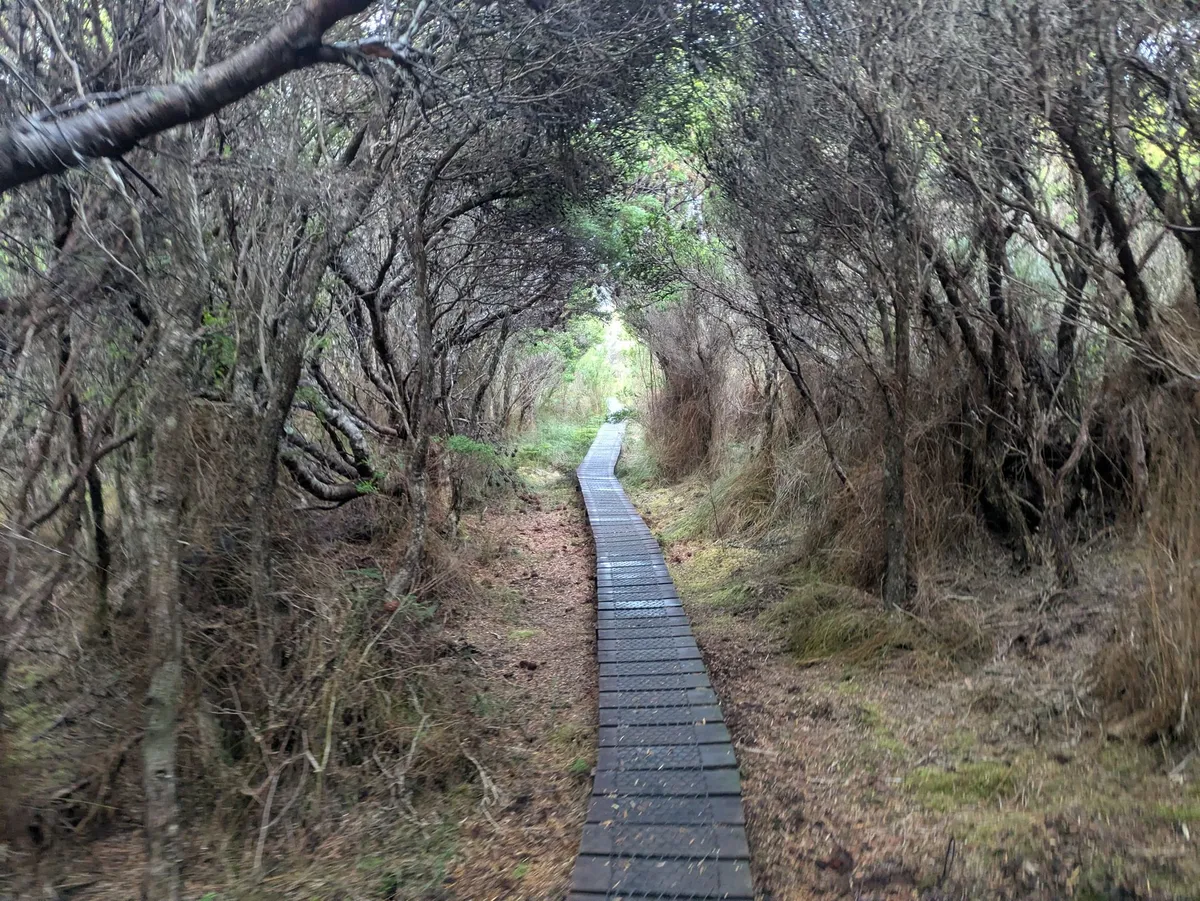Boardwalk dans la forêt