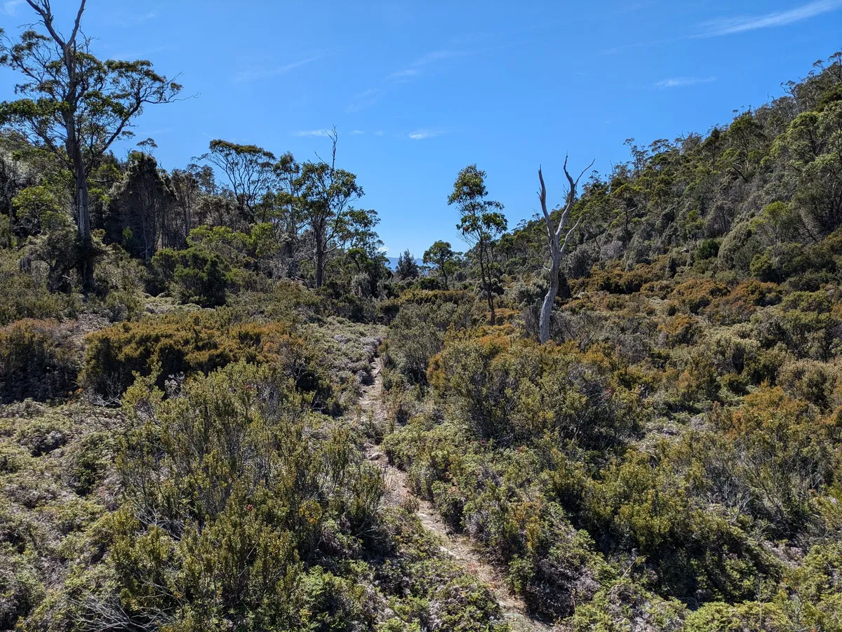 Sente étroite entre arbustes de Tasmanie