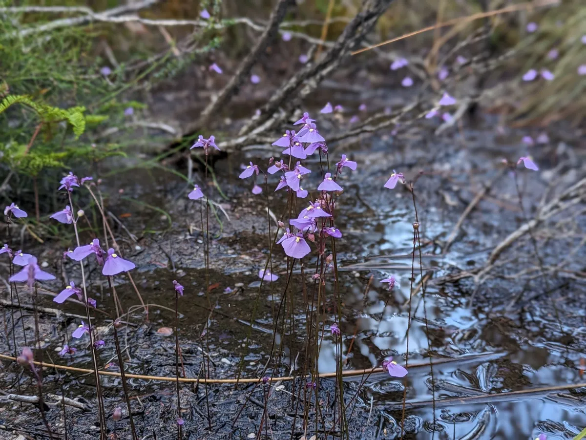 Utricularia dichotoma