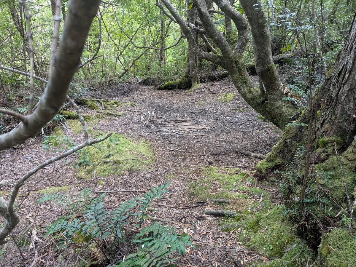 Emplacement de bivouac dans la forêt
