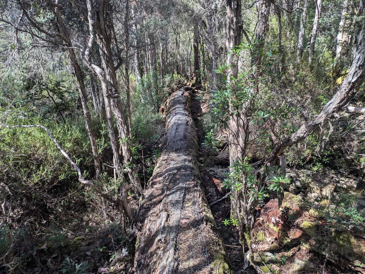 Grand tronc d'arbre sur lequel passe un sentier de randonnée