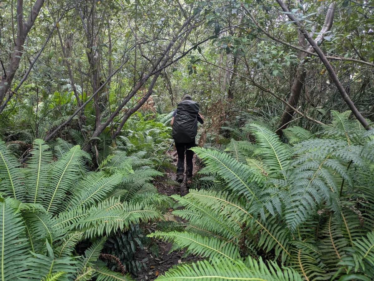 Sentier de randonnée parsemé de grandes fougères