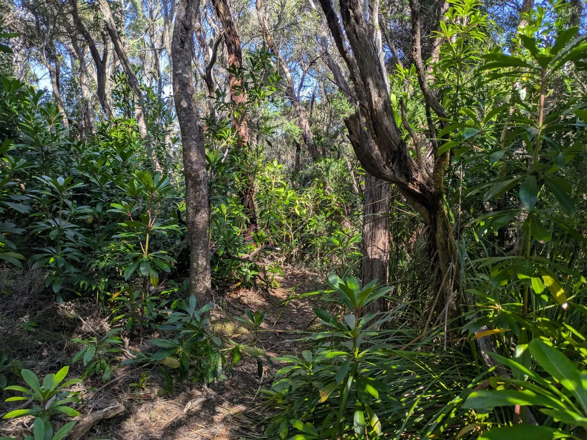 Chemin de randonnée dans une végétation luxuriante